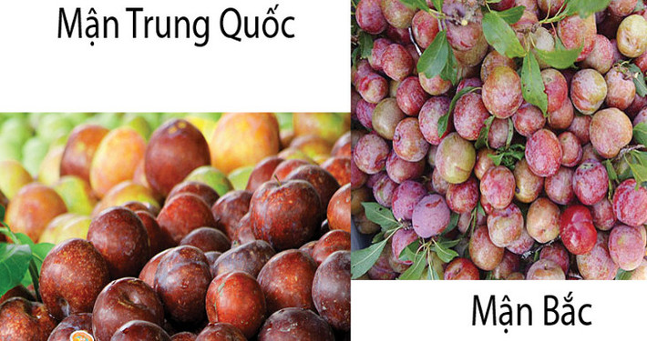 Khi chọn mua mận, bạn nên mua loại mận vẫn còn cuống, lá và đặc biệt là có phấn trắng phủ lớp mỏng trên bề mặt vỏ quả mận. Ảnh: ĐSPL.