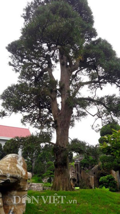 Ngoài khâu chọn đá, các loại cây quý hiếm cũng được ông Tâm mua từ Châu Á, Châu Âu, Châu Mỹ...về.