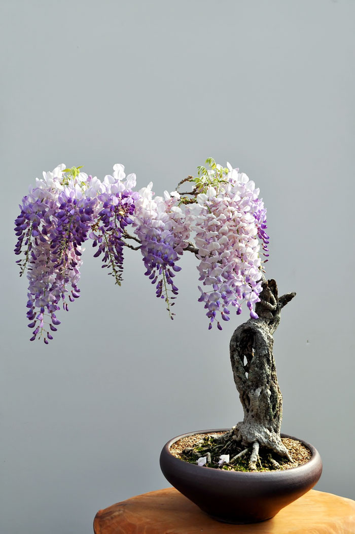 Là một trong những chậu bonsai đẹp nhất thế giới, chậu hoa tử đằng mini có thế rất độc lạ. Dù thân cây khá khô khốc nhưng vẫn cho hoa rất đẹp.
