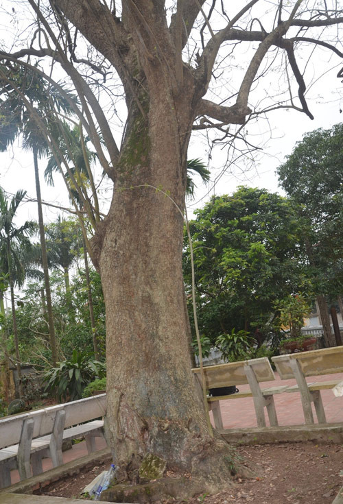 Ông Nguyễn Thế Tưởng, 70 tuổi, cụ từ trông coi đình làng Đông Cốc cho biết, cây gỗ sưa ở sân đình có tuổi đời hơn 400 năm. Đây là cây sưa quý, được dân làng bảo vệ như một tài sản vô giá, trường tồn cùng mảnh đất và con người nơi này.