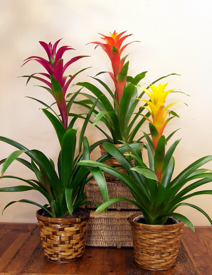 Dứa cảnh tượng trưng cho sự mến khách, may mắn, thu hút tài lộc vào nhà. Ảnh: Casasflowers.