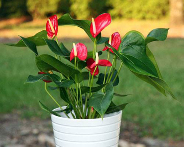 Hồng môn hợp với người mệnh Hỏa, mệnh Thổ, cây sẽ mang đến tài lộc và may mắn cho những người bản mệnh này. Ảnh: Eva