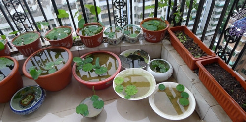 Bạn có thể trang trí không gian nhà mình bằng những chậu sen nhỏ tiện lợi như thế này. Ảnh: Dân Việt.