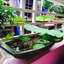 Những chậu sen nhỏ có thể chủ động di chuyển bất nơi nơi đâu trong ngôi nhà. Ảnh: Dân Việt.