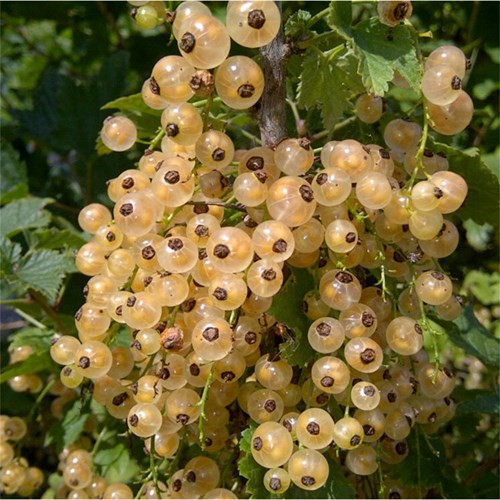 Nho chuỗi ngọc thu hoạch trong mùa hè, mỗi chùm chỉ vài quả, quả to bằng đầu ngón tay, nhìn thấy được cả hạt bên trong, có vị chua... Điều đáng nói là “nho chuỗi ngọc” vốn dĩ là một loại quả mọc ven đường tại các quốc gia châu Âu như Anh, Pháp, Hà Lan… có giá quy ra tiền Việt khoảng 250.000 – 400.000 đồng/kg. Ảnh: Zing.