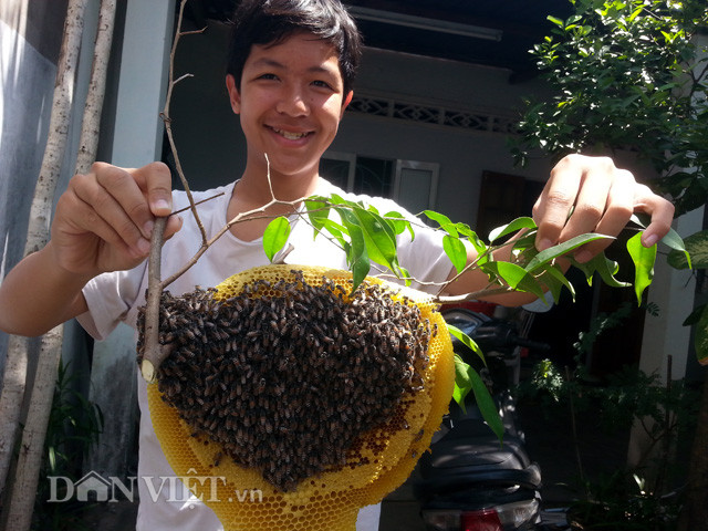 Cắt cành cây, lấy nguyên tổ ong ruồi vàng ươm.