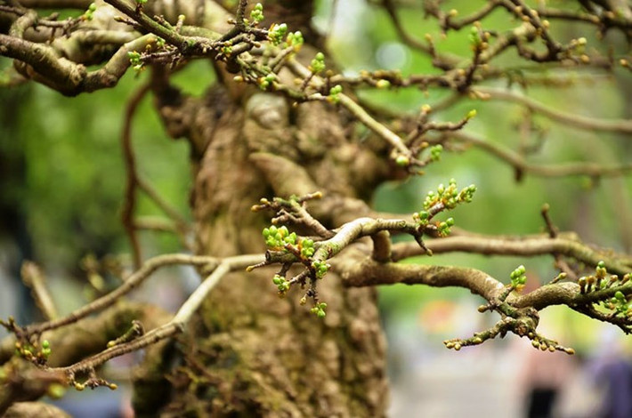 Toàn thân cây mai từ gốc đến ngọn đầy nụ khiến mọi người thấy thích thú, ngạc nhiên.