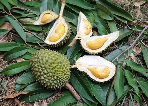 Cũng giống như các loại sầu riêng thông thường khác, mỗi một quả sầu riêng tí hon này bổ ra đều có từ 4-5 múi vàng ruộm rất hấp dẫn.