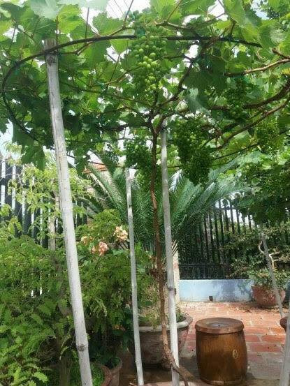 Dù không có đất rộng nhưng nhiều "nông dân" thành phố vẫn sáng tạo tạo nên những giàn nho di động tuyệt đẹp khiến nhiều người bất ngờ. Trong ảnh là cây nho trồng chậu và được chủ nhân cho lên giàn hình tròn rất đẹp mắt.