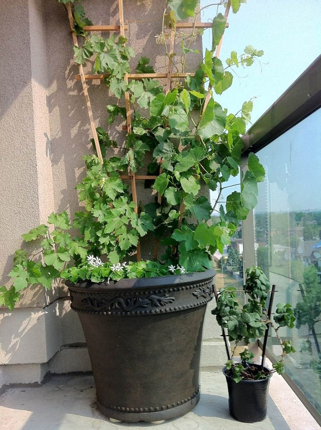 Cây nho đang trong quá trình ra quả. Nguồn ảnh: FB Hội thích trồng rau quả sạch, balconygardenweb.