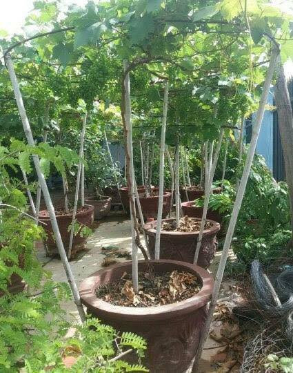 Mỗi cây nho trồng vào mỗi chậu riêng đều có thể tạo giàn riêng biệt như thế này.