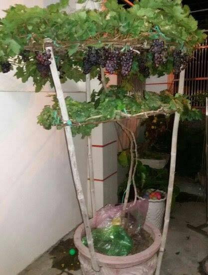 Giàn nho tím mini này có thể di chuyển đi bất cứ nơi đâu trong sân thượng nhà bạn.