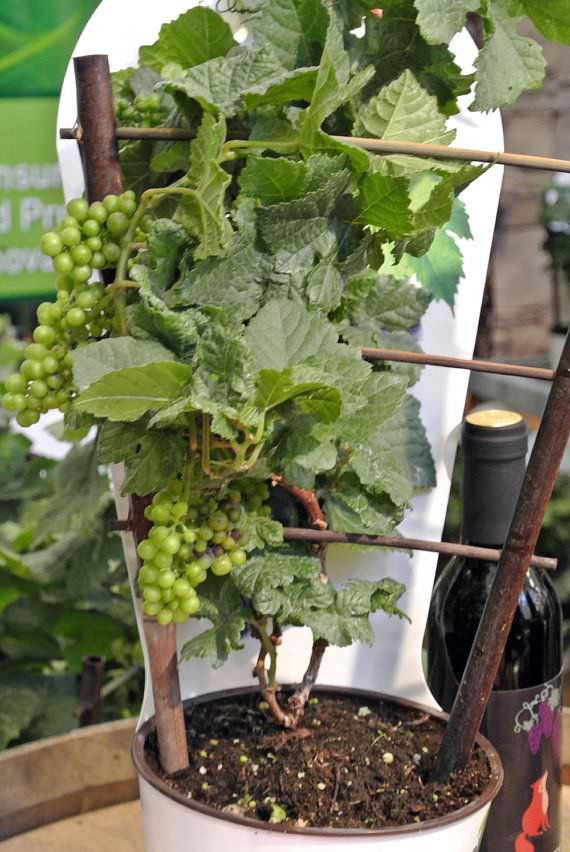 Một cây nho xanh đang trong quá trình leo giàn.