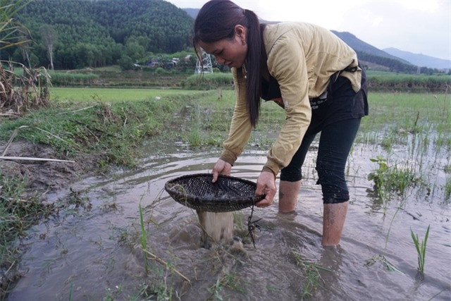 Người dân huyện Ba Tơ dùng sàng tre bắt nòng nọc dưới nước. Ảnh: tintucvietnam.