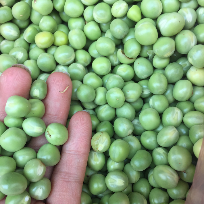 Một chén đậu Hà Lan có thể cung cấp cho bạn tới 2 miligam sắt. Ảnh: hoaquasachdalat.