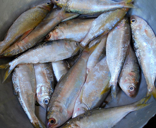Ngoài ra, axit béo omega-3 có trong cá mòi cũng đóng một vai trò trong quá trình trao đổi chất, giúp ngăn ngừa hoặc trì hoãn bệnh tiểu đường, giúp bạn sống lâu hơn. Ảnh: baodulich.