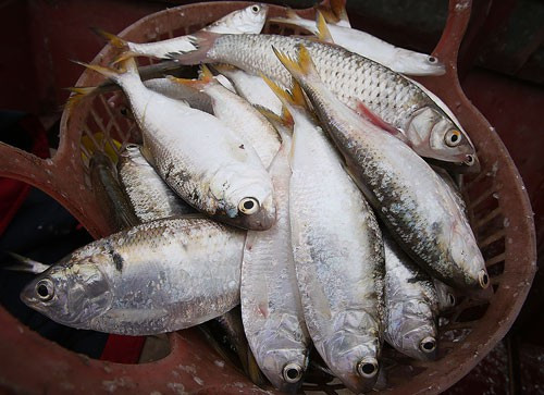 Axit béo omega-3 còn có đặc tính chống viêm và có thể tăng cường phản ứng viêm cơ thể của bạn đối với các vết thương, giúp thúc đẩy quá trình làm lành vết thương. Ảnh: baodulich.