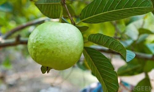 Ổi chứa rất nhiều vitamin C. Việc duy trì đầy đủ lượng vitamin C cần thiết là rất quan trọng để cơ thể bảo vệ chống lại bệnh tật và nhiễm trùng. Ảnh: chauxinh.