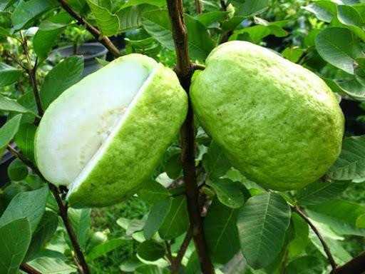 Thậm chí, hàm lượng chất chống oxy hóa cao trong ổi có thể giúp ngăn ngừa sự phát triển và tăng trưởng của các tế bào ung thư. Ảnh: pinimg.