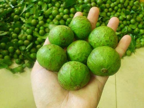 Bên cạnh đó, quả sấu còn chữa ngứa cổ, đau họng hiệu quả bằng cách lấy quả sấu chín dầm đường hoặc muối ăn ngay trong ngày. Ảnh: dacsanthanhphuong.