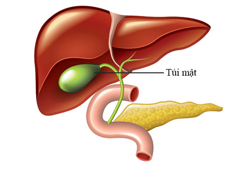 Mắc các bệnh về túi mật, khả năng đào thải hạn chế sẽ khiến nồng độ dịch mật tăng cao. Dịch mật này kích thích niêm mạc dạ dày dẫn đến hiện tượng trào ngược dạ dày.