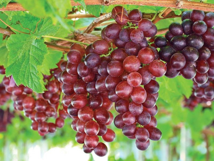 Nho là một nguồn cung cấp vitamin K tuyệt vời. Đây là chất dinh dưỡng đã được chứng minh là có tác động tích cực đến mật độ xương và giúp giảm nguy cơ gãy xương. Ảnh: webvanta.