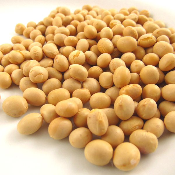Đậu nành là một nguồn cung cấp chất xơ và protein thực vật tuyệt vời cho cơ thể. Ảnh: botanicalcolors.