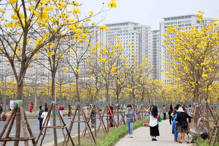 Những ngày gần đây, hàng trăm cây phong linh đồng loạt nở rộ dọc con đường dài gần 1km thuộc khu đô thị ParkCity Hanoi (La Khê, Hà Đông, Hà Nội) đang thu hút đông đảo người dân tới tham quan, chụp ảnh.