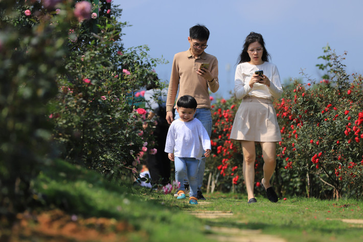 Với hàng nghìn loài hoa đầy lãng mạn và lôi cuốn, vườn hồng đã thu hút nhiều người dân và du khách đến chiêm ngưỡng và chụp ảnh kỉ niệm.