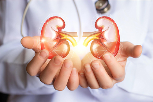 Nguyên nhân bởi uống rượu bia khiến thận phải làm việc nhiều hơn để lọc các chất độc hại ra ngoài. Đồng thời, các chất trong rượu khi đi vào cơ thể có thể sản sinh ra nhiều gốc tự do, làm tăng nguy cơ viêm nhiễm.