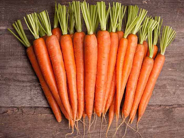 Nghiên cứu của các chuyên gia Mỹ cho thấy, phụ nữ sau khi ăn nhiều cà rốt, lượng lớn carotene khiến họ bị tắc kinh và cưỡng chế chức năng rụng trứng bình thường của buồng trứng. Ảnh: organicfacts.