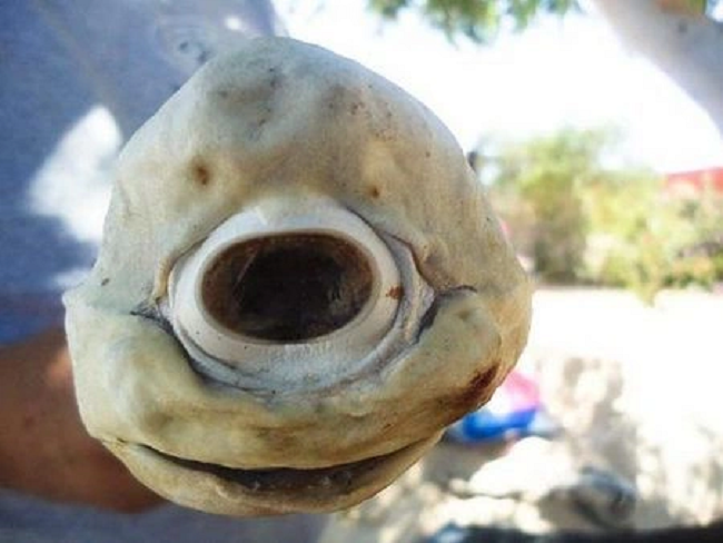 6. Cá mập một mắt: Tiến sĩ Galván Magaña cho biết, con cá mập một mắt mắc những dị tật khác, như chứng bạch tạng, không có lỗ mũi, một chiếc bướu ở mũi và xương sống bị biến dạng. Những dị tật này ở cá mập được các nhà khoa học phỏng đoán không liên quan tới vấn đề ô nhiễm môi trường.