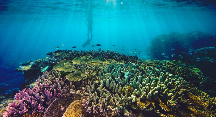 9. Rạn san hô Great Barrier: Rạn san hô lớn nhất thế giới tại Australia đã giảm hơn nửa diện tích do nhiệt độ tăng lên trong 30 năm qua. San hô bạc màu do ô nhiễm axit là một mối lo khác. Các nhà khoa học dự đoán nơi này sẽ biến mất trước năm 2030. (Ảnh: Barrierreef)
