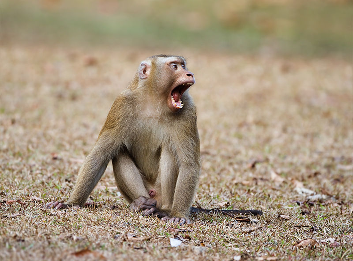 Khỉ đuôi lợn còn có tên gọi Macaca leonina (bộ linh trưởng), là một trong những loài lớn nhất trong họ nhà khỉ; thường sống ở Việt Nam, Myanmar, Thái Lan, Trung Quốc, Campuchia...