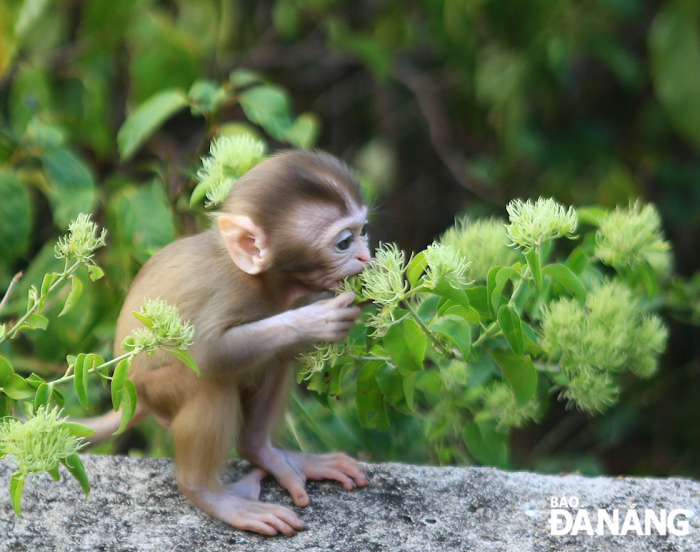 Khỉ vàng có thân màu nâu, phần mông, hai bên hông và đùi màu nâu đỏ, nhìn chung, toàn thân màu nâu vàng. (Ảnh: Báo Đà Nẵng)