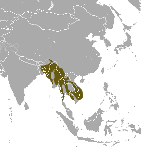 Ở Việt Nam, khỉ đuôi lợn phân bố ở Lào Cai, Yên Bái, Sơn La, Hà Giang, Bắc Kạn, Thái Nguyên, Hòa Bình...