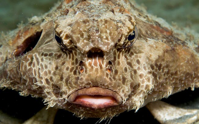 2. Cá dơi: Sinh sống ở các vùng biển nhiệt đới, trong đó nhiều nhất ở đảo Galapagos, Ecuador, cá dơi có đôi môi đỏ có thể được sử dụng để thu hút bạn tình, hoặc làm vũ khí thu hút con mồi. Khi trưởng thành, vây lưng của chúng có thể là vũ khí lợi hại để thu hút con mồi.