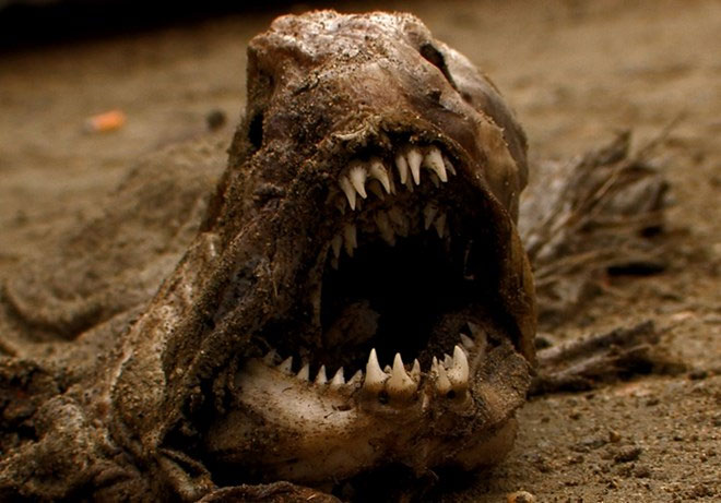 10: Cá chó sói (Sea Woft): Với hàm răng sắc, nhọn cùng khuôn mặt dữ tợn, cá Sea Wolf được mệnh danh là "chó sói" ăn thịt man rợ nhất Đại Tây Dương. Trước đây, thế giới từng ghi nhận nhiều trường hợp ngư dân bị cá chó sói tấn công.