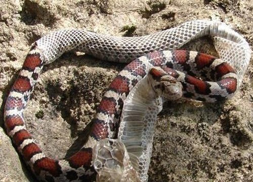 Tuy nhiên, khác với da người, da rắn có độ co dãn rất hạn chế, khó có thể phù hợp với cơ thể mới và đến một thời điểm nhất định, loài rắn phải bỏ lớp da cũ của mình.