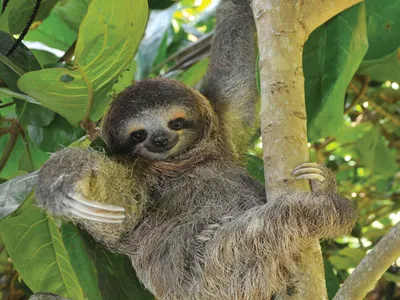 2. Sloth hay còn được biết đến với tên gọi là lười hay "con lười" đều là một. Trên thực tế, loài động vật này có thể ngủ được 20 tiếng một ngày. Vì vậy, chúng trông có vẻ hơi chậm chạp và lười vận động thậm chí vẻ ngoài trông hơi ngu ngốc và thờ ơ.