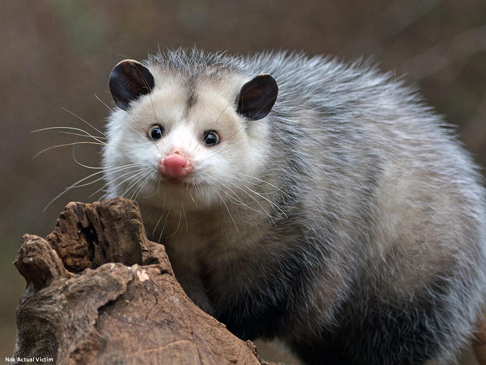 3. Opossum được biết với một cái tên khác là chồn túi, có khả năng ngủ đến 19 tiếng trong ngày. Vì vậy, nhiều người cho rằng đây là một loài động vật giả chết đặc biệt.