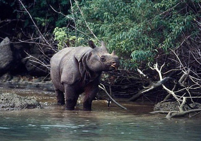 3. Tê giác hai sừng (còn gọi là tê giác Sumatra) rất dễ phân biệt với người họ hàng một sừng bởi thân hình đầy lông lá và hai chiếc sừng nhỏ trên đầu mũi. Loài tê giác này từng sinh sống tại các khu rừng ở tỉnh Khánh Hòa.