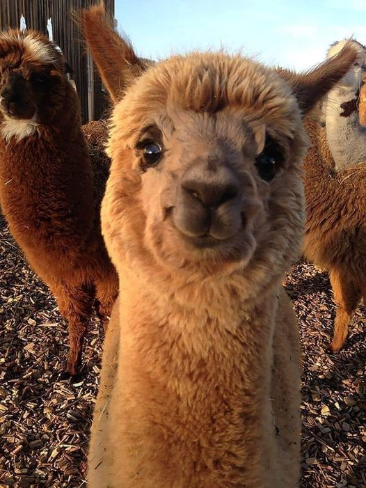 6. Lạc đà Alpaca có họ hàng với lạc đà và được người Andean thuần hóa để lấy lông cừu. Chúng có thân hình mảnh mai, phần đầu nhỏ và đôi tai to và nhọn.