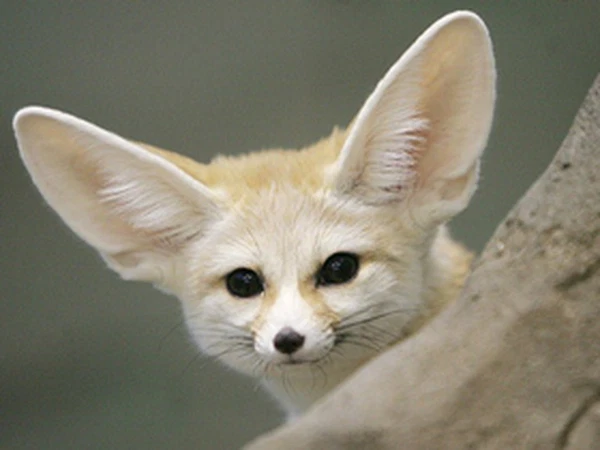 2. Cáo Fennec (cáo tai to châu Phi) là loại động vật thuộc họ chó được tìm thấy ở sa mạc Sahara của Bắc Phi.