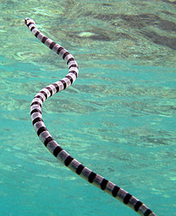 7. Rắn đẻn xanh lơ (tên khoa học: Hydrophis parviceps): Loài rắn này được mô tả đầu tiên năm 1935 từ một mẫu thu thập ở vùng biển miền nam Việt Nam.