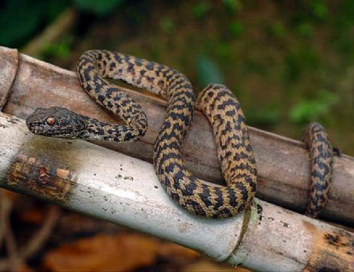 6. Rắn lục hòn sơn (tên khoa học: Trimeresurus honsonensis), là một loài rắn được L.L. Grismer, Ngô Văn Trí & J.L. Grismer mô tả khoa học đầu tiên năm 2008. Chúng là loài đặc hữu và mới phát hiện ở Khu dự trữ sinh quyển Kiên Giang thuộc miền nam Việt Nam. Loài này thuộc họ rắn lục (Viperidae) dài khoảng 626-648 mm.
