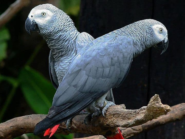 6. Vẹt xám Châu Phi: Được đánh giá là thông minh như một đứa trẻ năm tuổi, những con vẹt này không chỉ học cách nói của con người mà còn có thể nắm vững một lượng từ vựng lớn ấn tượng (lên đến hàng trăm từ). Ngoài ra, vẹt xám châu Phi hiểu được lý luận không gian, nhận biết và xác định các hình dạng và màu sắc, và thậm chí có thể được dạy về các mối quan hệ giữa lớn hơn và nhỏ hơn, khác nhau và giống nhau, hơn và dưới.