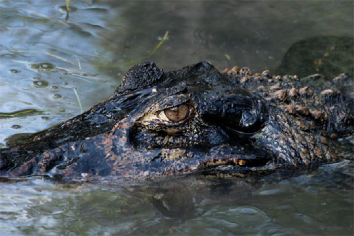 3. Cá sấu đen Caiman - "hung thần Amazon": Cá sấu caiman có thể dài tới 6m với phần hộp sọ lớn và nặng hơn cá sấu sông Nile. Là loài động vật ăn thịt hàng đầu ở sông Amazon, cá sấu đen caiman có thể ăn bất cứ thứ gì ở gần chúng, bao gồm cả cá piranha, khỉ, hươu, nai, cá rô, trăn anaconda.