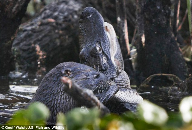 Ngoài ra, loại rái cá này còn có thể tấn công và ăn thịt rắn anaconda và cá sấu caiman. Chúng cũng được xem là một trong những loài động vật ăn thịt nhiều nhất ở sông Amazong và được mệnh danh là "loài sói của sông".