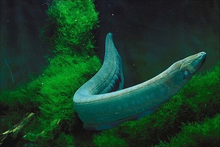 2. Lươn điện: Lươn điện trông giống cá da trơn hơn là lươn. Loài "thủy quái" của sông Amazon này có chiều dài 2,5m và sinh ra dòng điện từ các tế bào đặc biệt gọi là electrocyten nằm bên sườn. Dòng điện này có thể đạt mức 600 volt, gấp 5 lần so với dòng điện trong ổ cắm điện thông thường ở Mỹ và đủ để hạ gục một con ngựa.